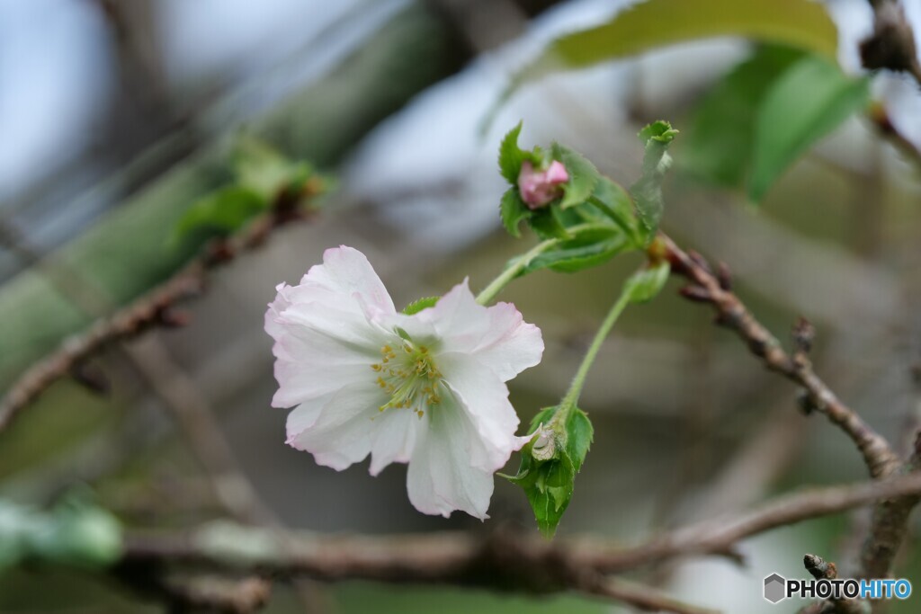 桜咲く 3/3