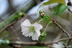 桜咲く 3/3