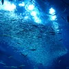 群れるイワシ