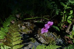 小さき花