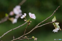 ちいさな花たち