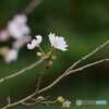 ちいさな花たち