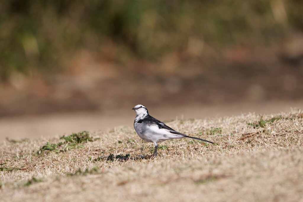 朝散歩する鳥たち