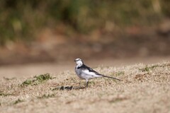 朝散歩する鳥たち