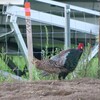 朝散歩にて 15