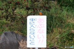 看板にカワセミさん