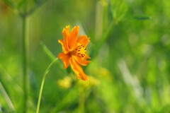 夏のビタミンカラー