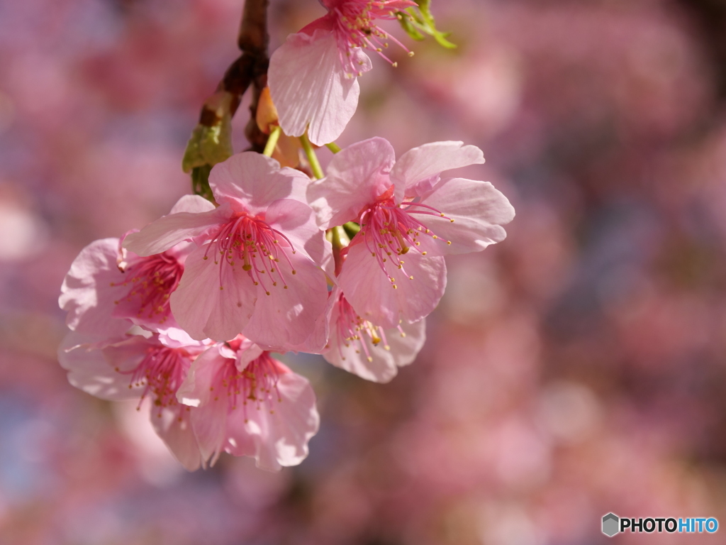 河津桜