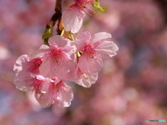 河津桜
