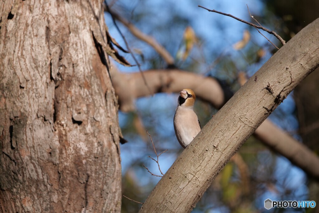 シメさんお目見え
