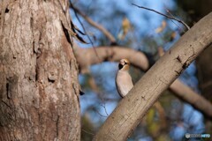 シメさんお目見え