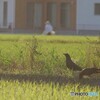 そろそろ帰らなくちゃ