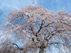 枝垂れ桜