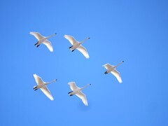 今年のベストショット