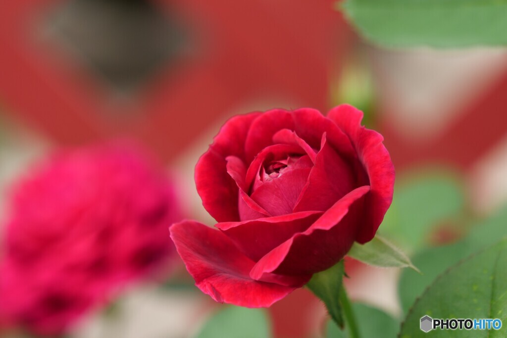 期待を膨らませる薔薇