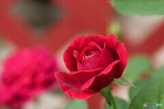 期待を膨らませる薔薇