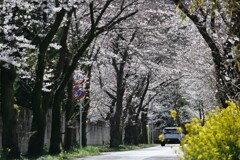 桜の隧道
