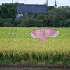 朝散歩にて 16