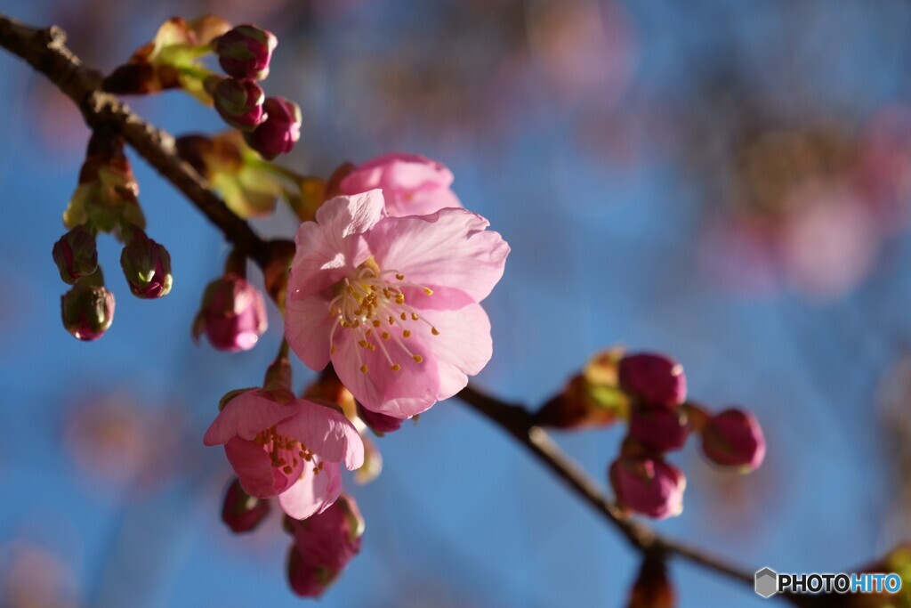 春花秋月