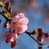 春花秋月