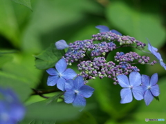 神社の紫陽花