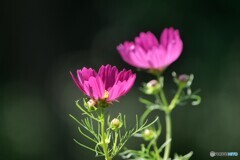 秋桜の誘惑