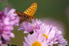 冬に見た春景色 1/2