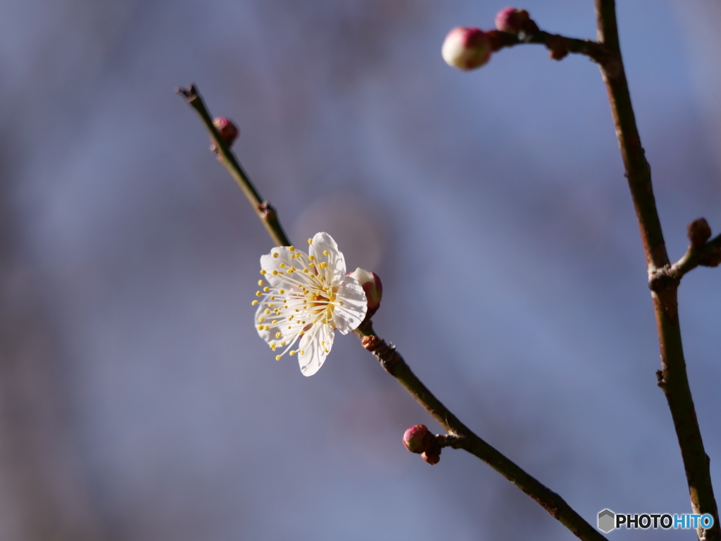 公園の花たち ３