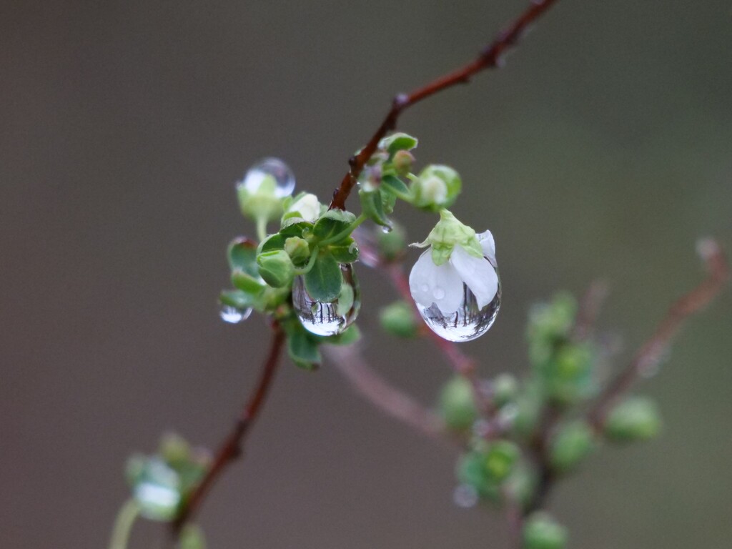  如月の雨