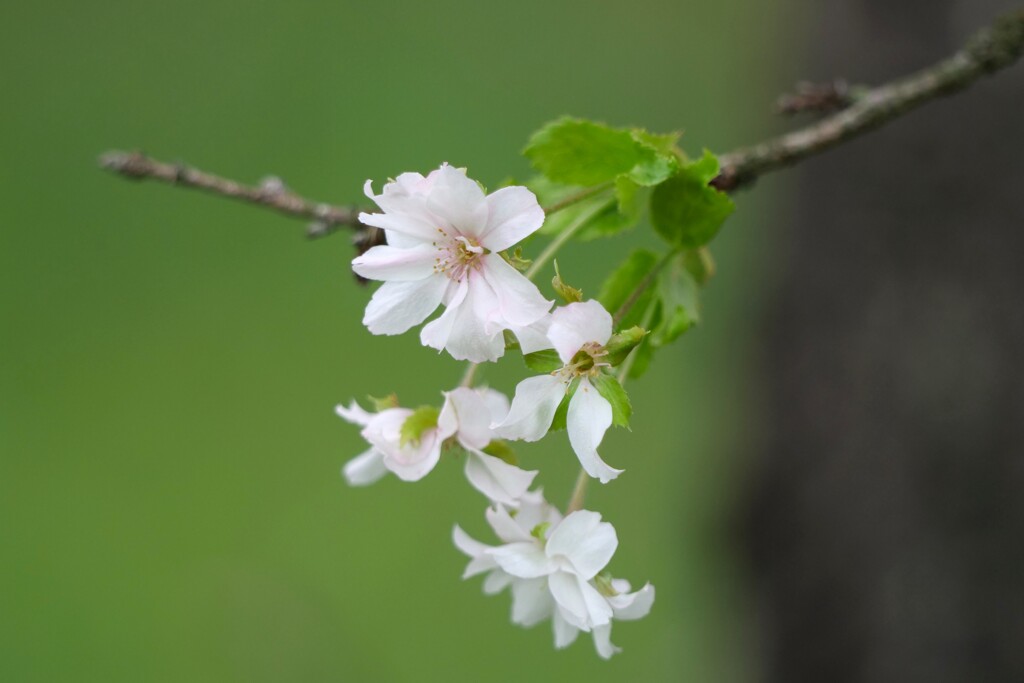 桜