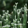 清楚な花 2/3