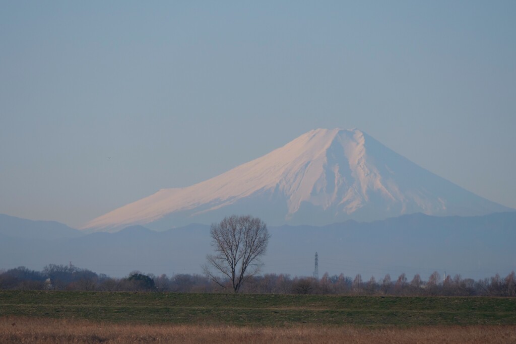 １本の木