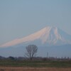 １本の木