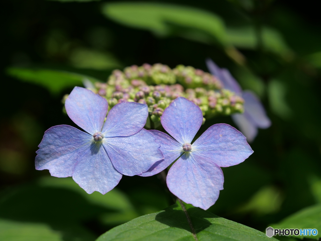 紫陽花