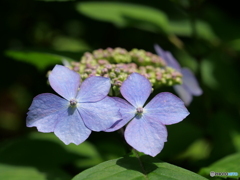 紫陽花