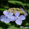 紫陽花