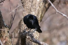 公園の鳥たち 5