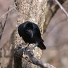 公園の鳥たち 5