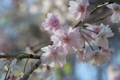 淡いピンクの八重桜