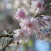 淡いピンクの八重桜