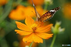花に蝶