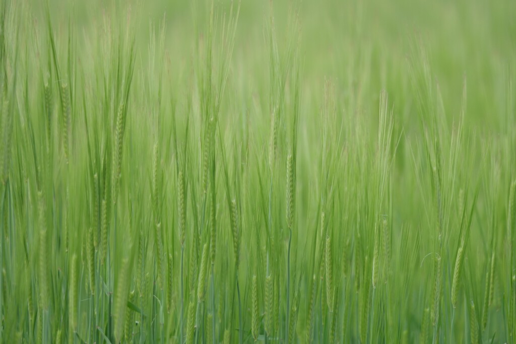 新緑の季節