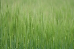 新緑の季節