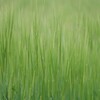 新緑の季節