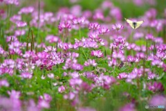 蓮華の園(その）