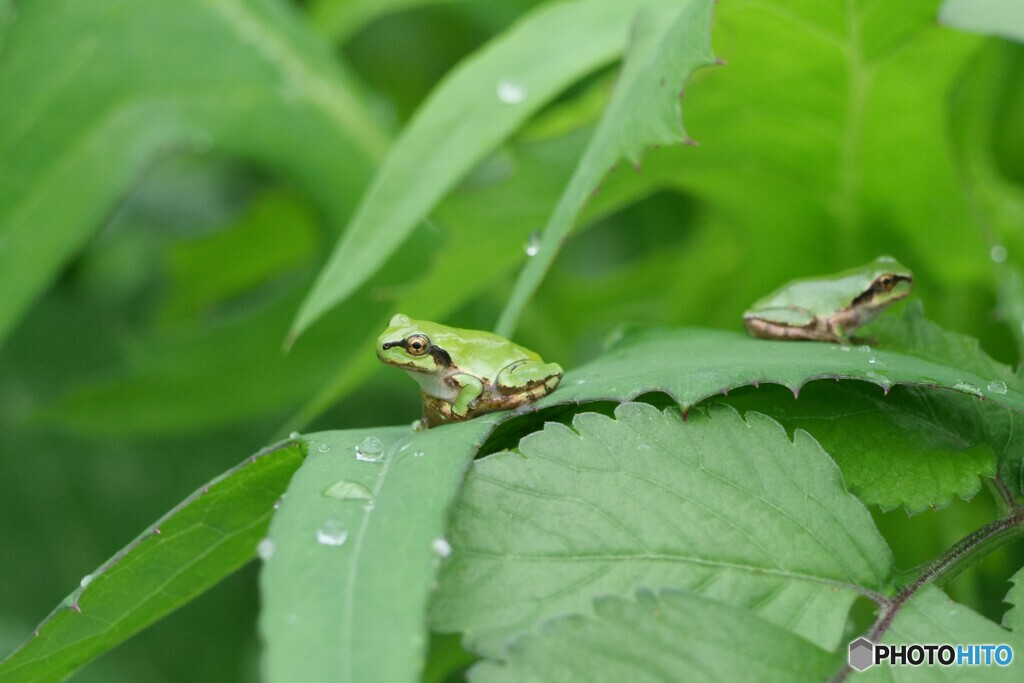 わたしは左へ　あなたは右に