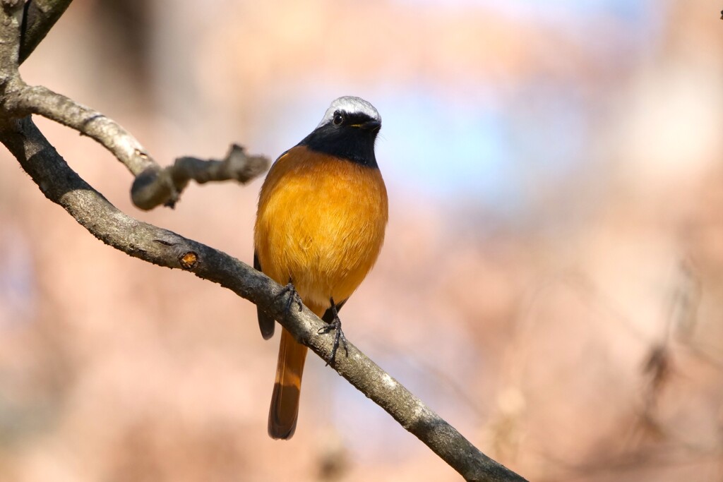 続 公園の小鳥たち