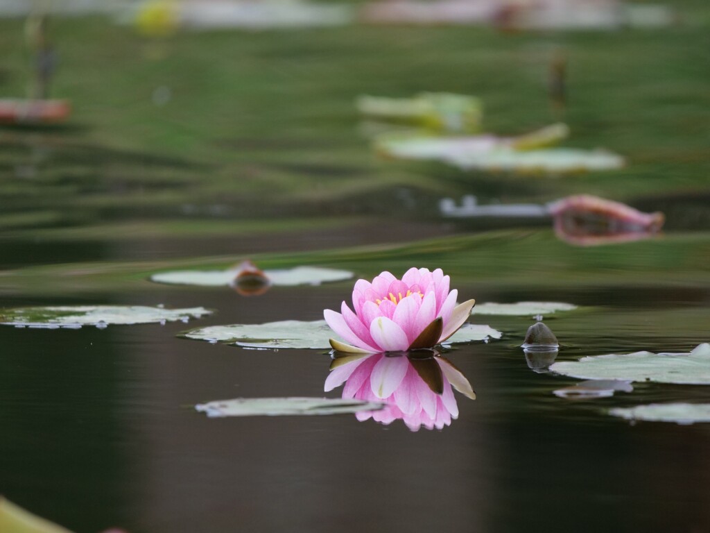 睡蓮