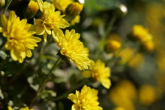 菊