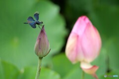 蓮の花とチョウトンボ